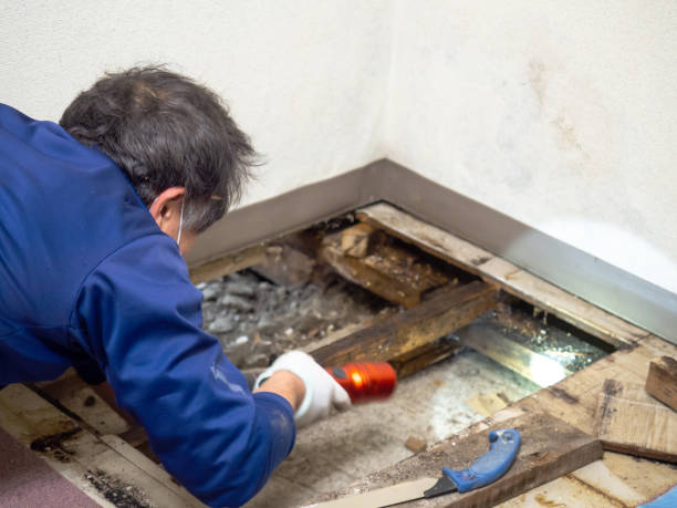 Best Emergency Mold Remediation in Mantua, VA