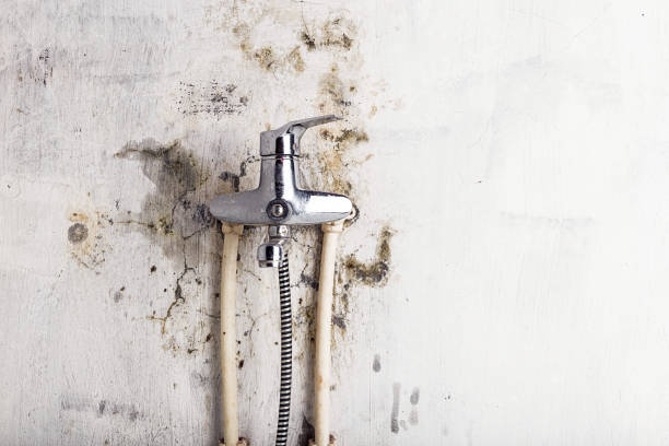 Best Kitchen Mold Remediation in Mantua, VA