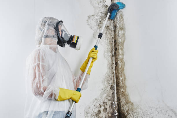 Best Post-Flood Mold Remediation in Mantua, VA