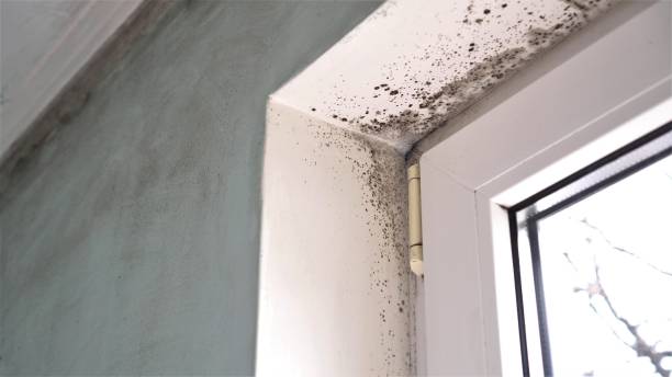 Best Mold Testing and Inspection Services in Mantua, VA