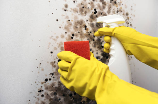 Best Health and Safety Mold Remediation in Mantua, VA