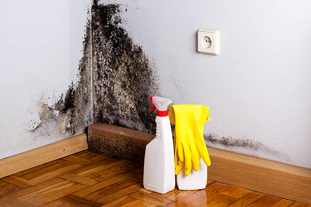Best Post-Remediation Services in Mantua, VA