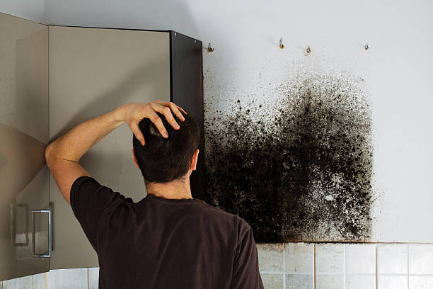 Best HVAC Mold Remediation in Mantua, VA