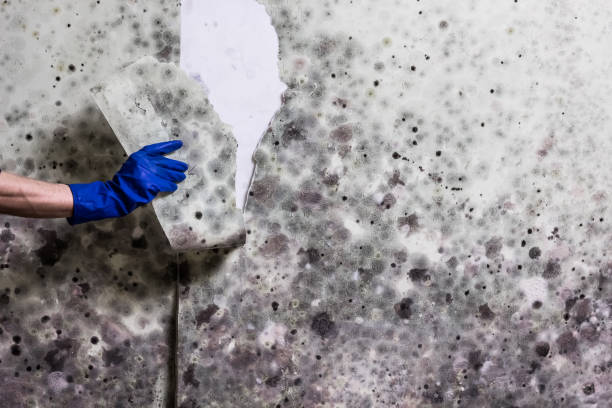 Best Preventive Mold Services in Mantua, VA